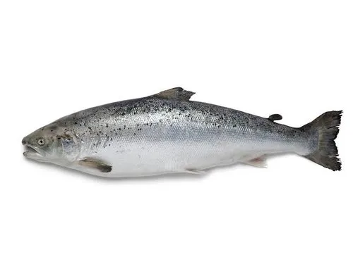 Salmon Image