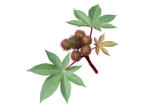 ricinus communis